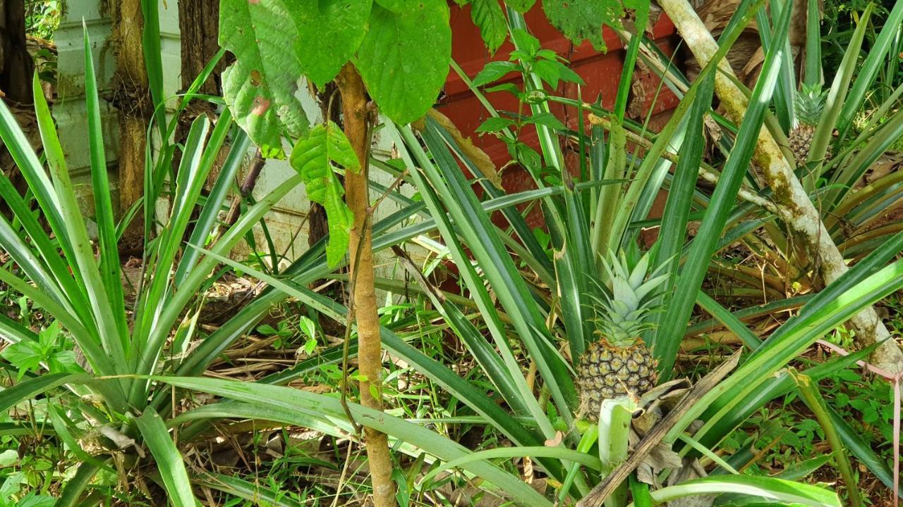 Jungle Eco Reserve Hotell Colon Eksteriør bilde