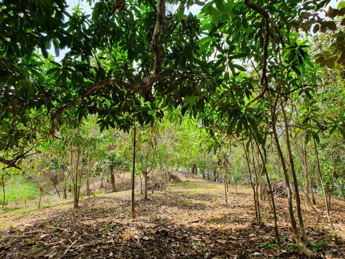 Jungle Eco Reserve Hotell Colon Eksteriør bilde